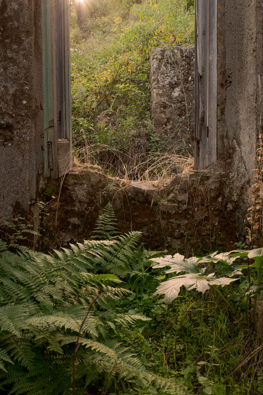 Ferns growing inside a ruined house, sunlight falling through the empty doorway