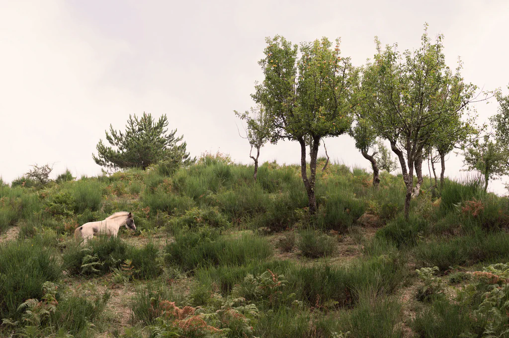 A row of trees on a grassy ridge, a white animal grazing beneath them