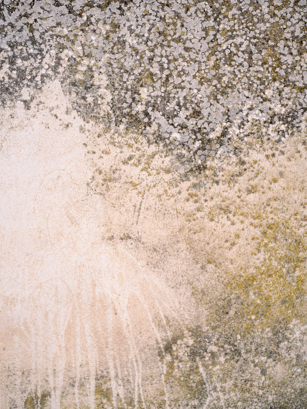 Lichen spreading across a pale weathered wall