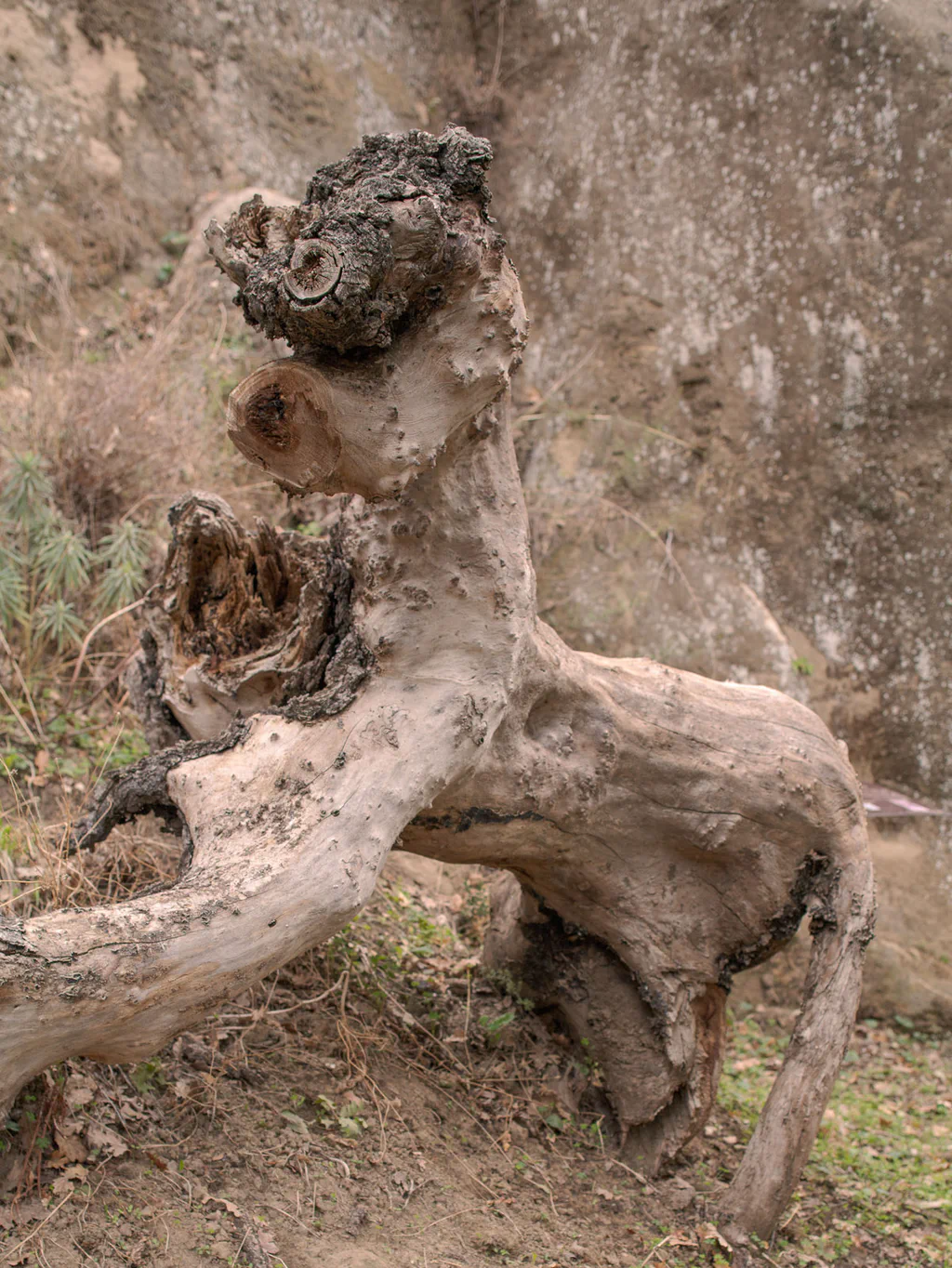 Twisted trunk of a dead tree lying against a bank of earth