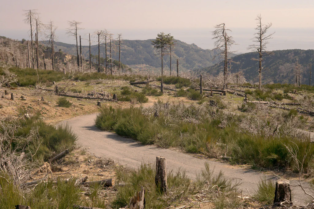 Dirt track winding through burnt trees on a mountain slope, the sea on the horizon