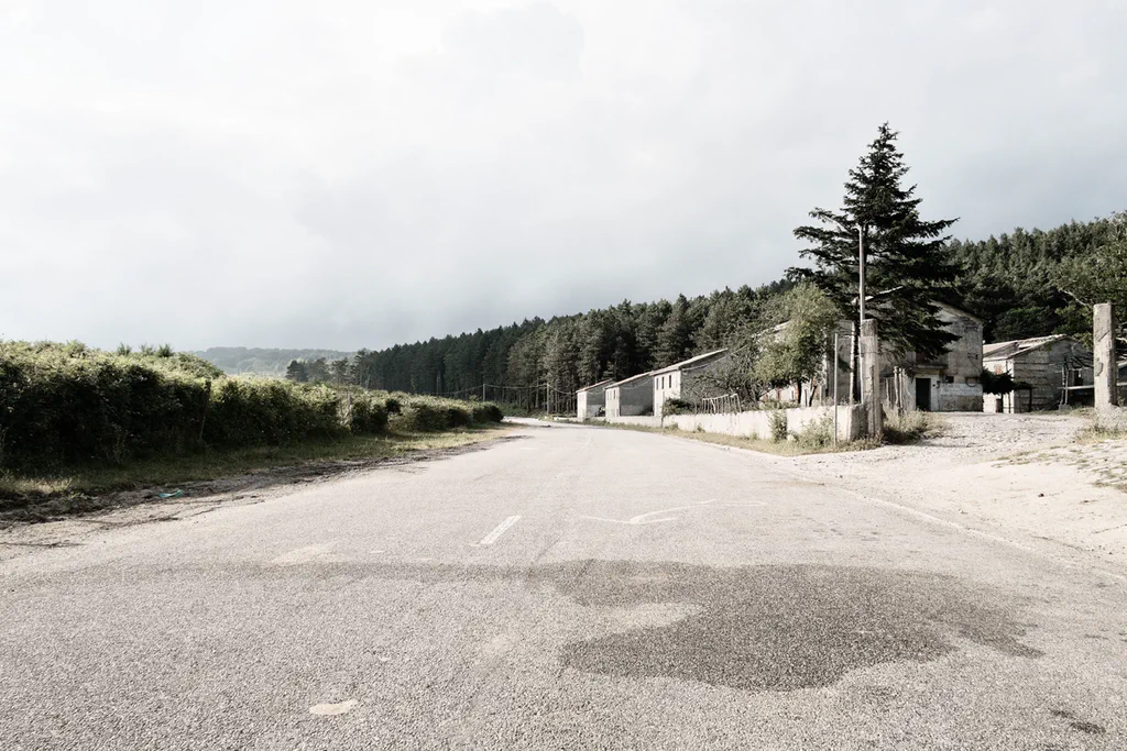 Empty road running through a village at the edge of a pine wood