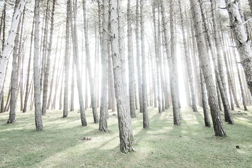 Pine plantation, light coming through the straight trunks