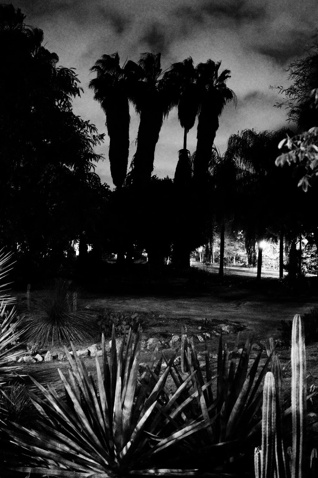 Palms and agaves in a park under a dark sky