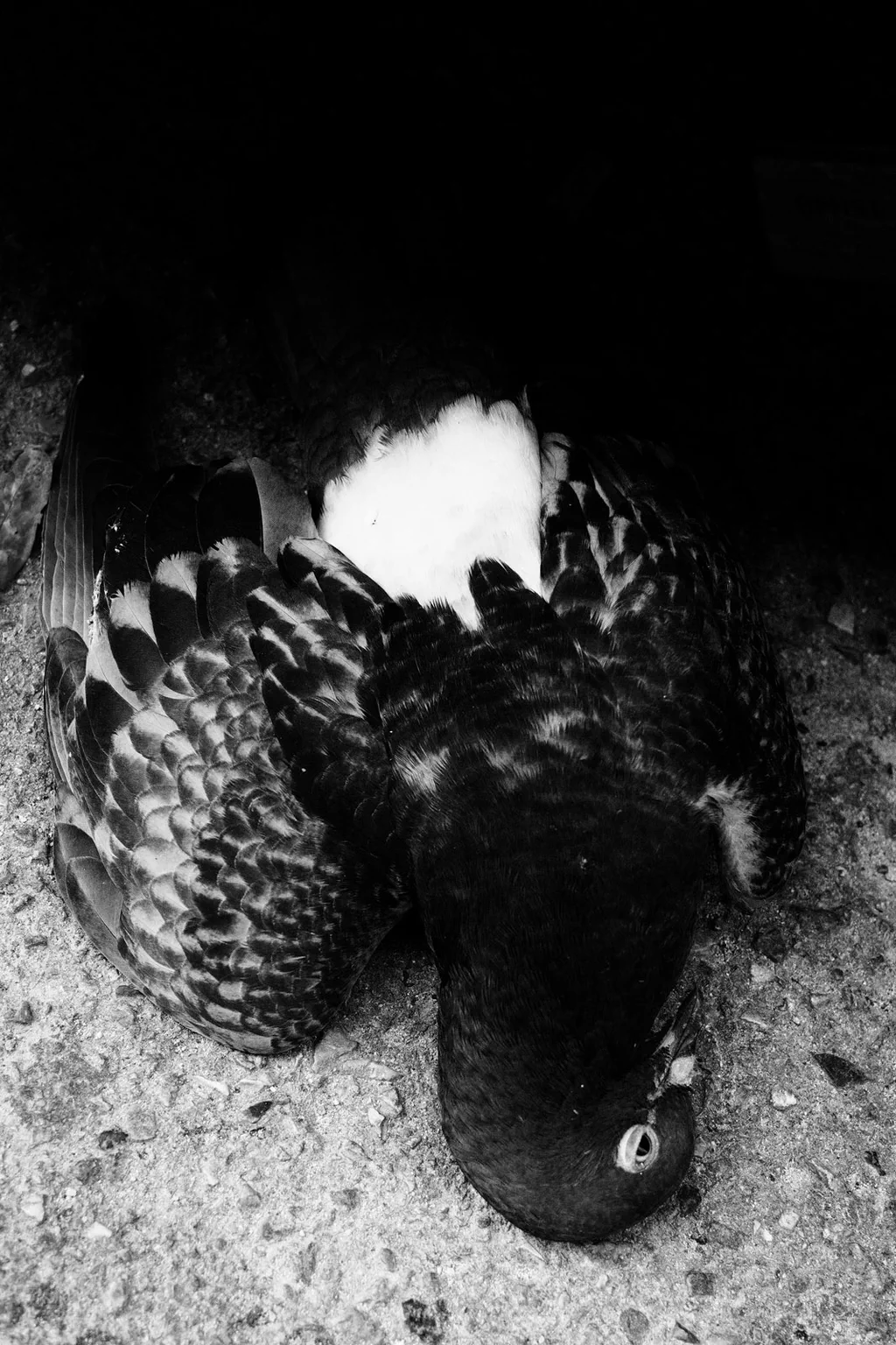 Two pigeons on the ground at night