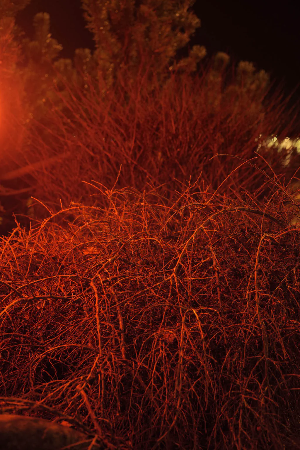 Tangle of bare branches lit red against the darkness