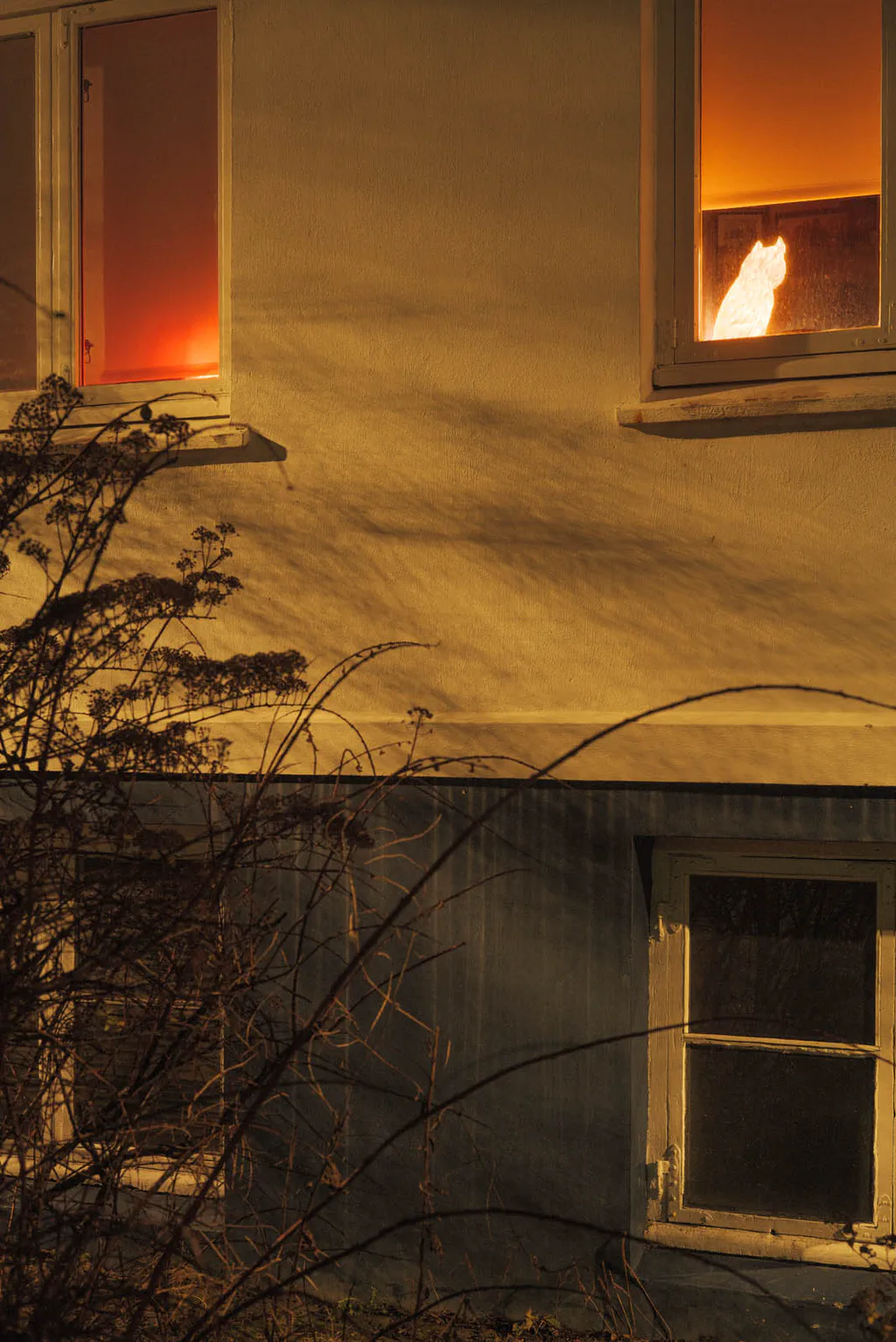 Lit windows of a house at night, bare branches in front