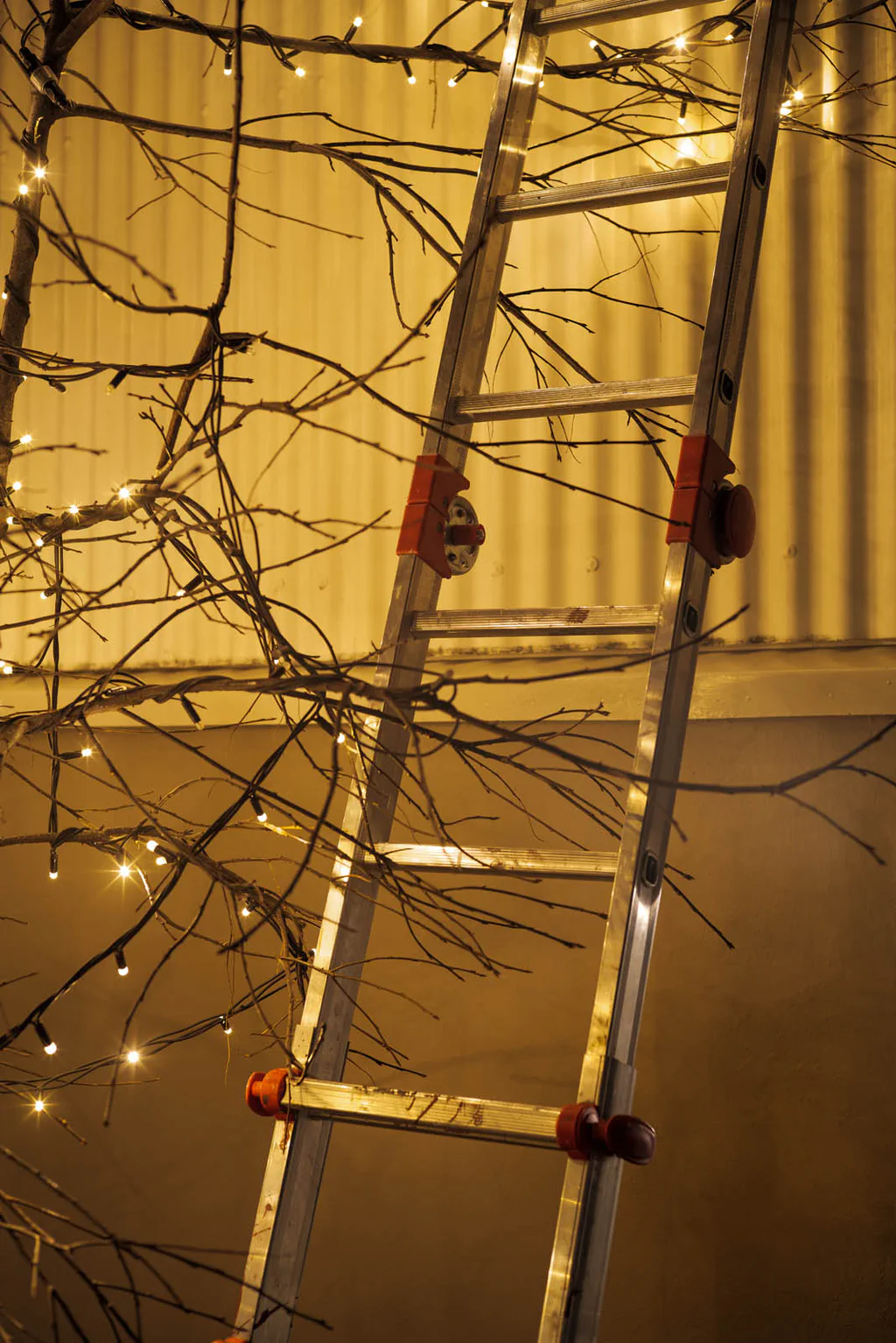 Ladder leaning against a wall among branches strung with fairy lights