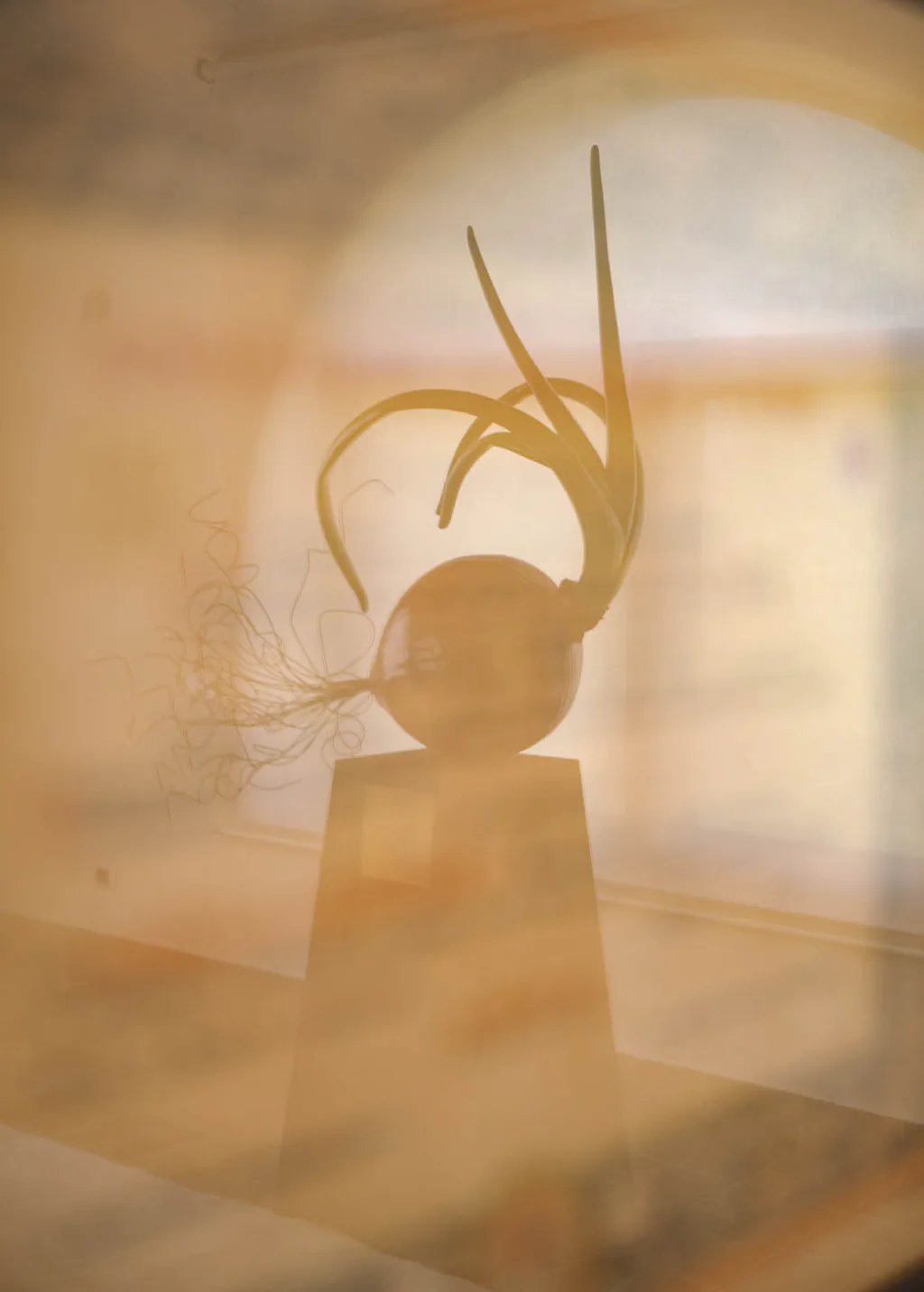 Coiled liquorice root on a stand, seen through the amber glass of a vitrine