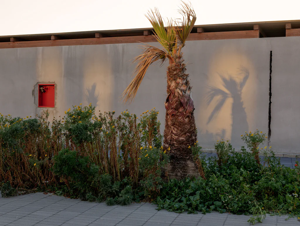 Palm tree casting its shadow on a white wall above a strip of undergrowth