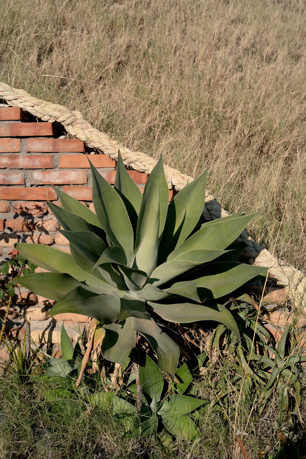 Agave growing on the collapsed roof of a brick building