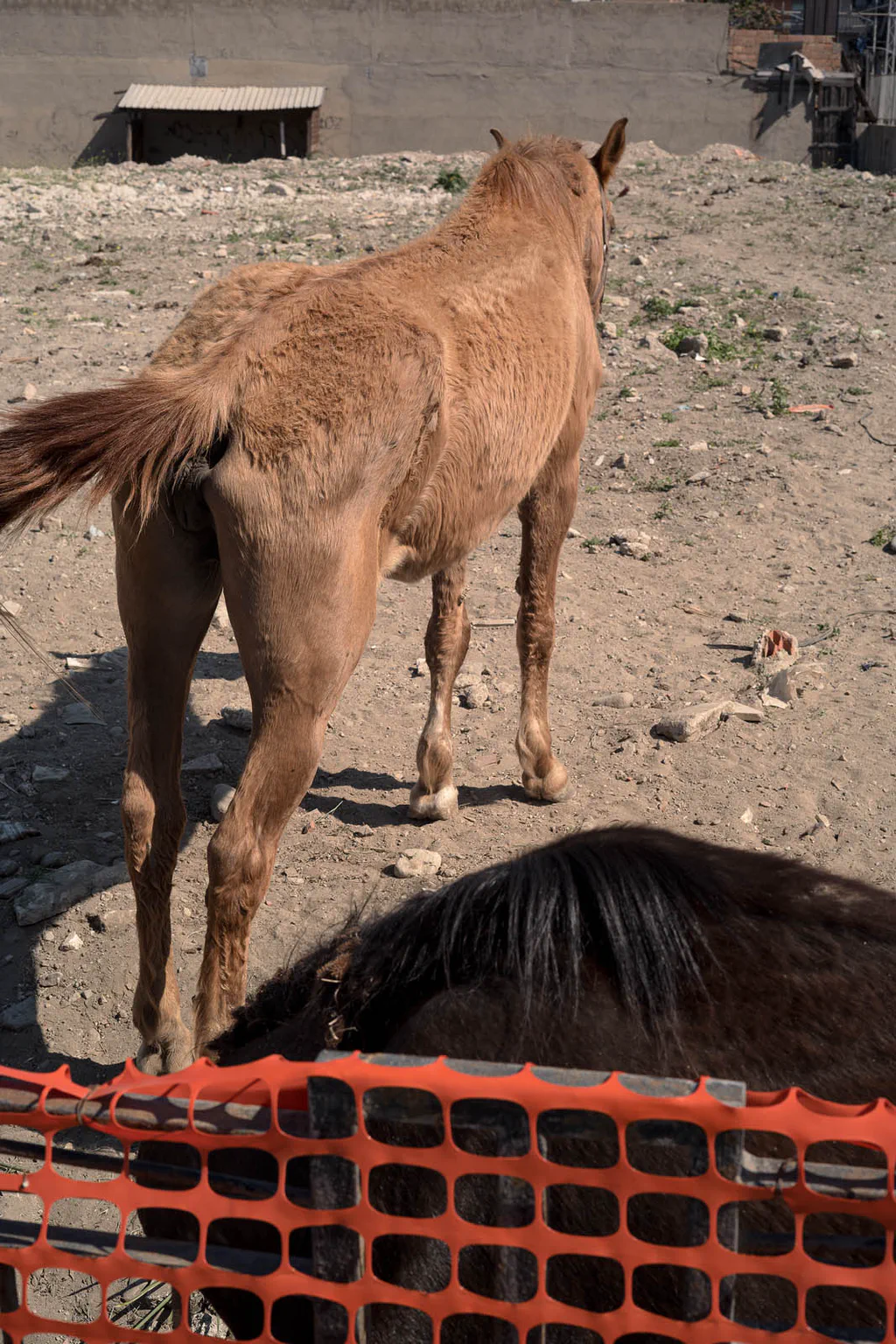 Foal standing on stony ground behind an orange plastic barrier