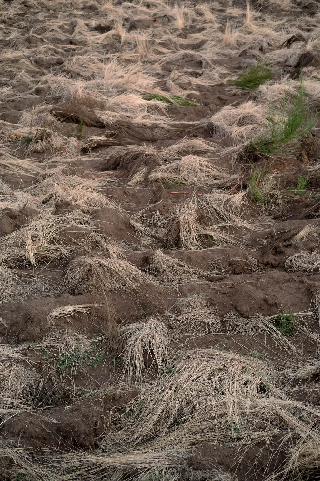 Field of dry grass flattened in rows on a slope