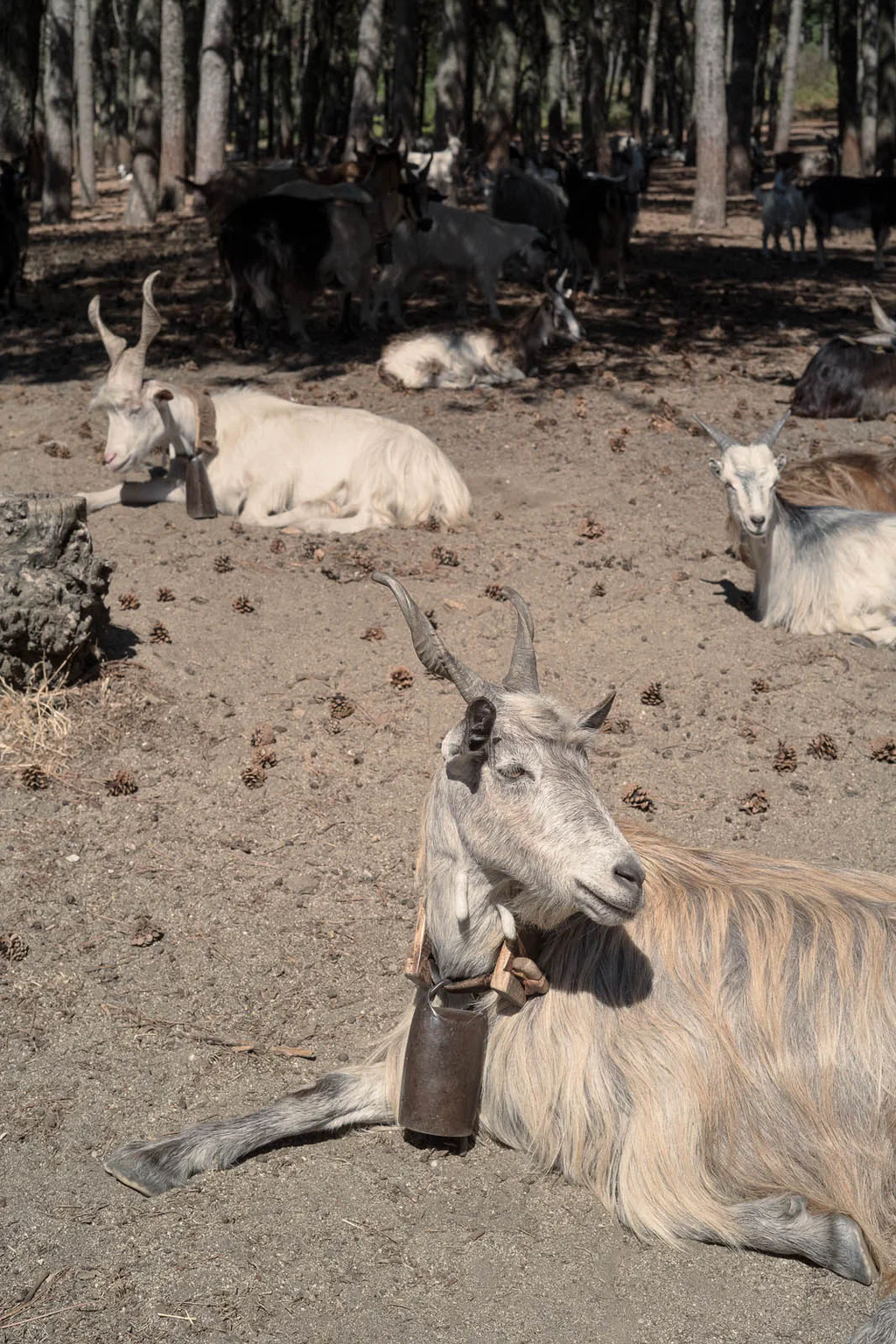 Goats resting in the shade of a wood, one wearing a bell, looking towards the camera